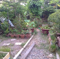 cho thue nha duong tam vu co do dac nhieu cay xanh 10 trieu mien trung gian cho thue nha duong tam vu co do dac nhieu cay xanh 10 trieu mien trung gian