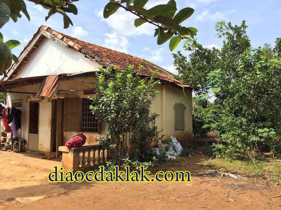 ban gap gan 1ha ray cafe dep hoa xuan cach bmt 12km co anh ban gap gan 1ha ray cafe dep hoa xuan cach bmt 12km co anh