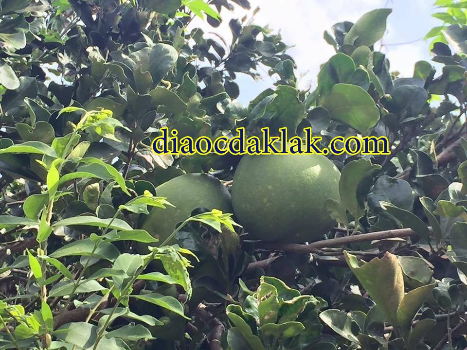 ban gap gan 1ha ray cafe dep hoa xuan cach bmt 12km co anh ban gap gan 1ha ray cafe dep hoa xuan cach bmt 12km co anh