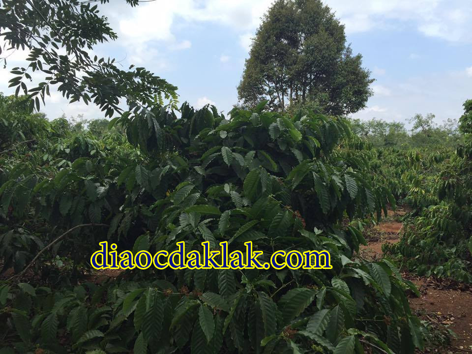 ban gap gan 1ha ray cafe dep hoa xuan cach bmt 12km co anh ban gap gan 1ha ray cafe dep hoa xuan cach bmt 12km co anh