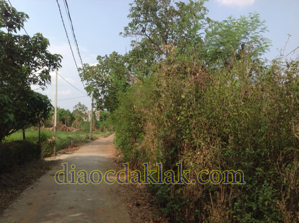 ban gap 2300m2 dat gan khu cho thanh nhat gia chi co 630 trieu co anh ban gap 2300m2 dat gan khu cho thanh nhat gia chi co 630 trieu co anh