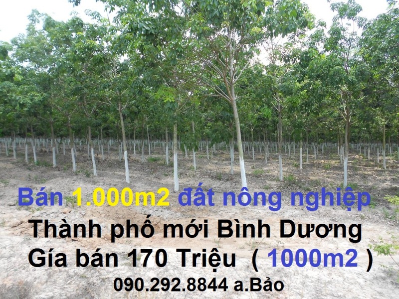 ban 1000m2 dat tp moi binh duong gia 170 trieu ban 1000m2 dat tp moi binh duong gia 170 trieu