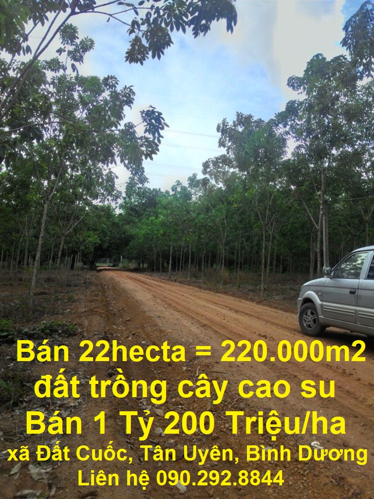 ban 22hecta dat cao tan uyen binh duong gai 1 ty 200 trieu ha ban 22hecta dat cao tan uyen binh duong gai 1 ty 200 trieu ha