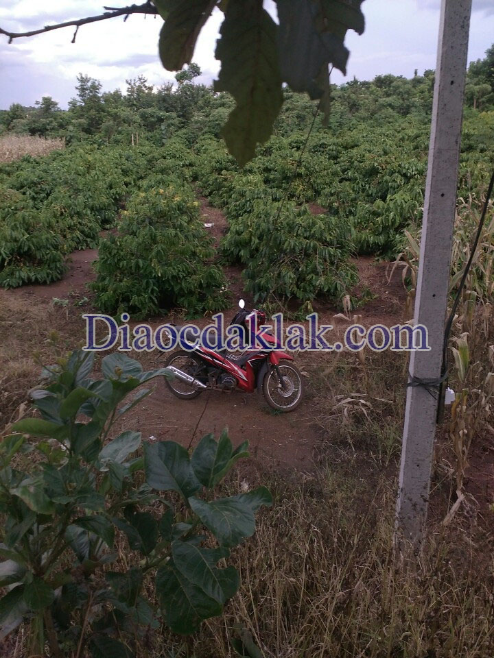 ban gap 8 sao ca phe xa hoa xuan co so do gia chi co 65 trieu sao co anh ban gap 8 sao ca phe xa hoa xuan co so do gia chi co 65 trieu sao co anh