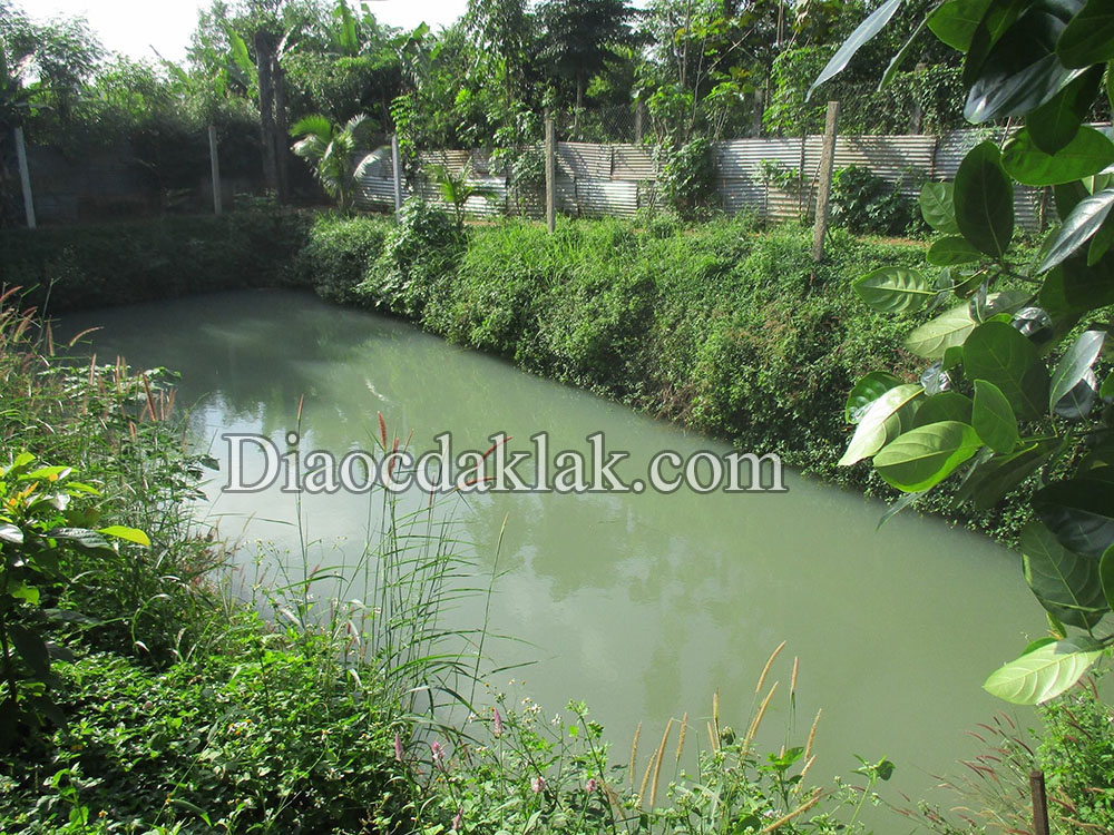 nha vuon 28 sao cuoi phan huy chu kieu nha da lat co ao ca vuon cay an trai gia hap dan nha vuon 28 sao cuoi phan huy chu kieu nha da lat co ao ca vuon cay an trai gia hap dan