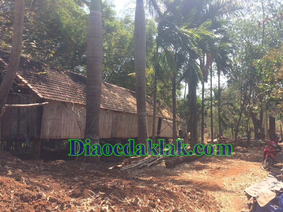 dat vuon dt 4350m2 nguyen thi dinh co ao ca cay an trai nha san go huong dat vuon dt 4350m2 nguyen thi dinh co ao ca cay an trai nha san go huong