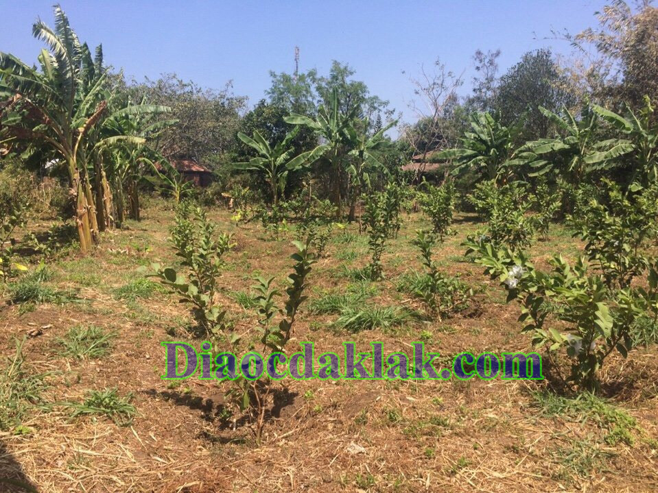 dat vuon dt 4350m2 nguyen thi dinh co ao ca cay an trai nha san go huong dat vuon dt 4350m2 nguyen thi dinh co ao ca cay an trai nha san go huong