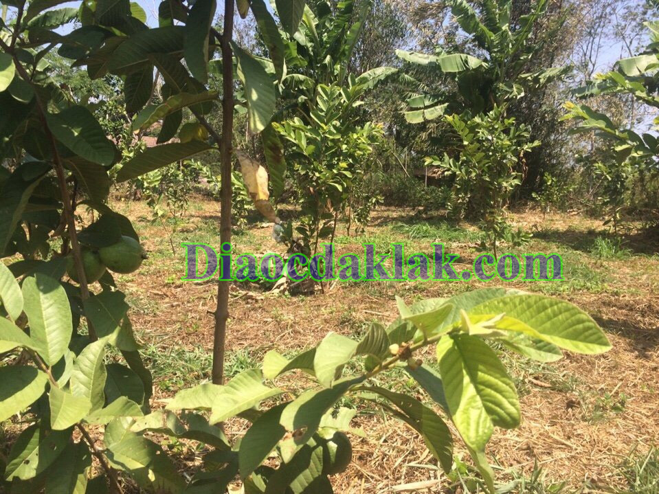 dat vuon dt 4350m2 nguyen thi dinh co ao ca cay an trai nha san go huong dat vuon dt 4350m2 nguyen thi dinh co ao ca cay an trai nha san go huong