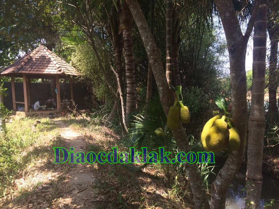 dat vuon dt 4350m2 nguyen thi dinh co ao ca cay an trai nha san go huong dat vuon dt 4350m2 nguyen thi dinh co ao ca cay an trai nha san go huong