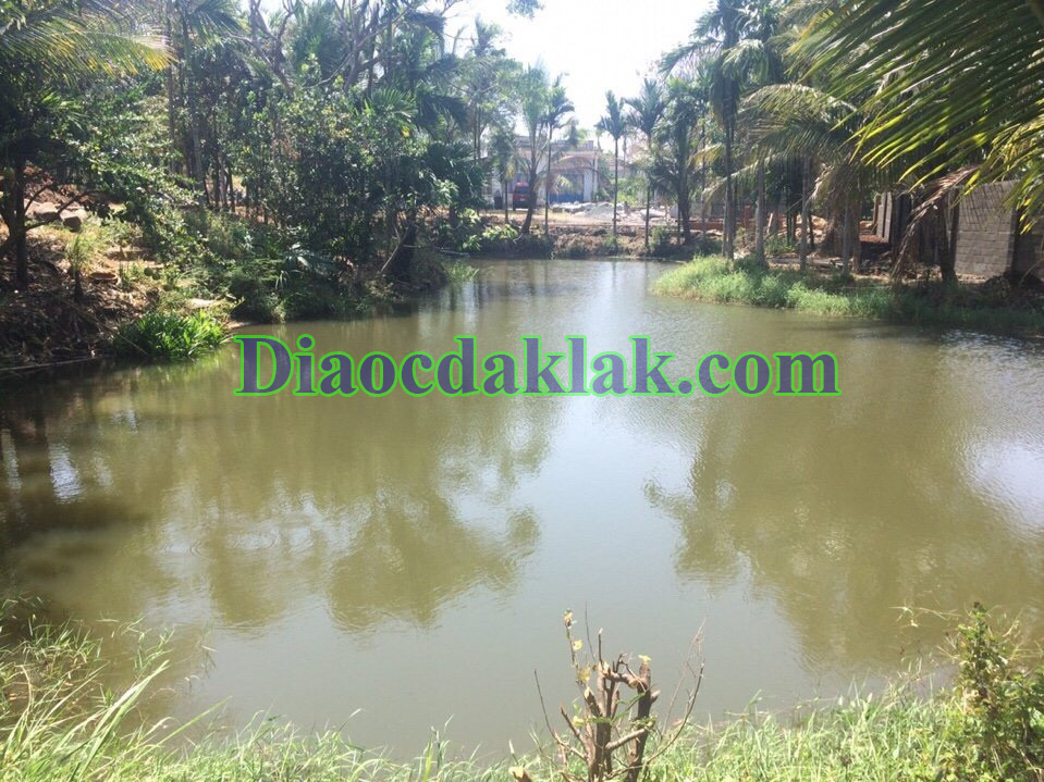 dat vuon dt 4350m2 nguyen thi dinh co ao ca cay an trai nha san go huong dat vuon dt 4350m2 nguyen thi dinh co ao ca cay an trai nha san go huong