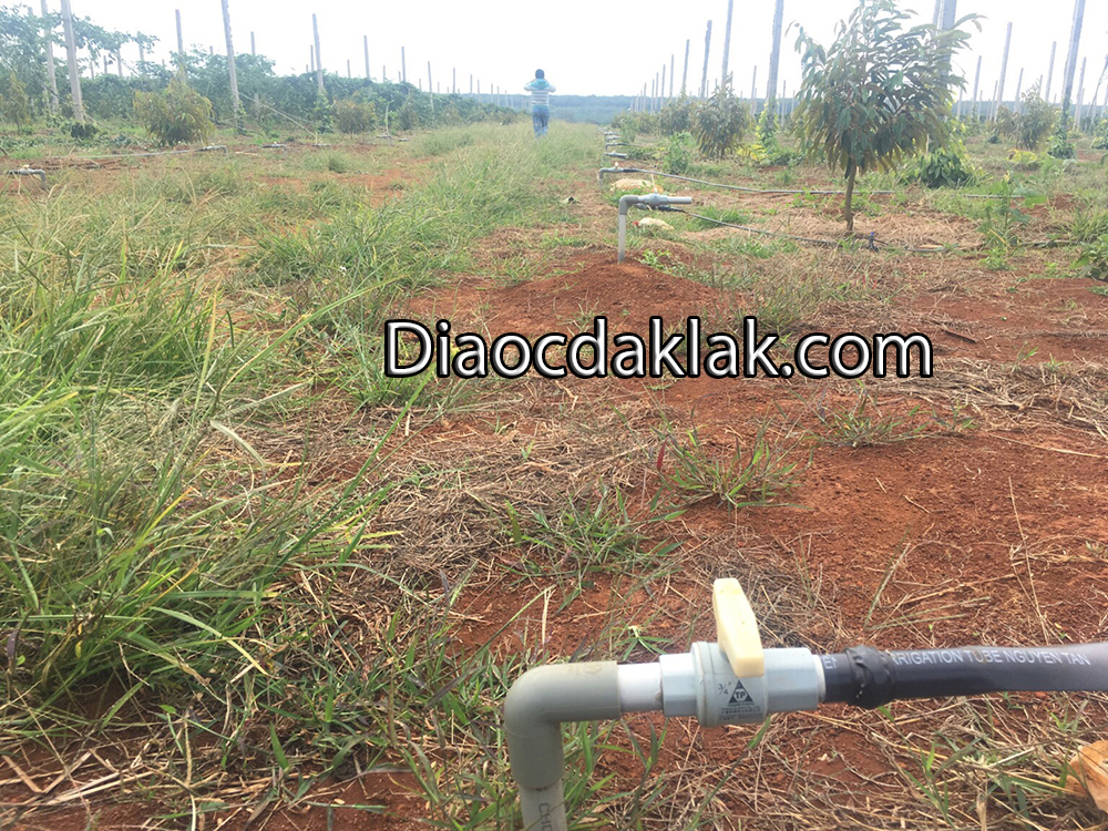 ban 20 hecta dat do tuyet dep huyen cumgar ban 20 hecta dat do tuyet dep huyen cumgar