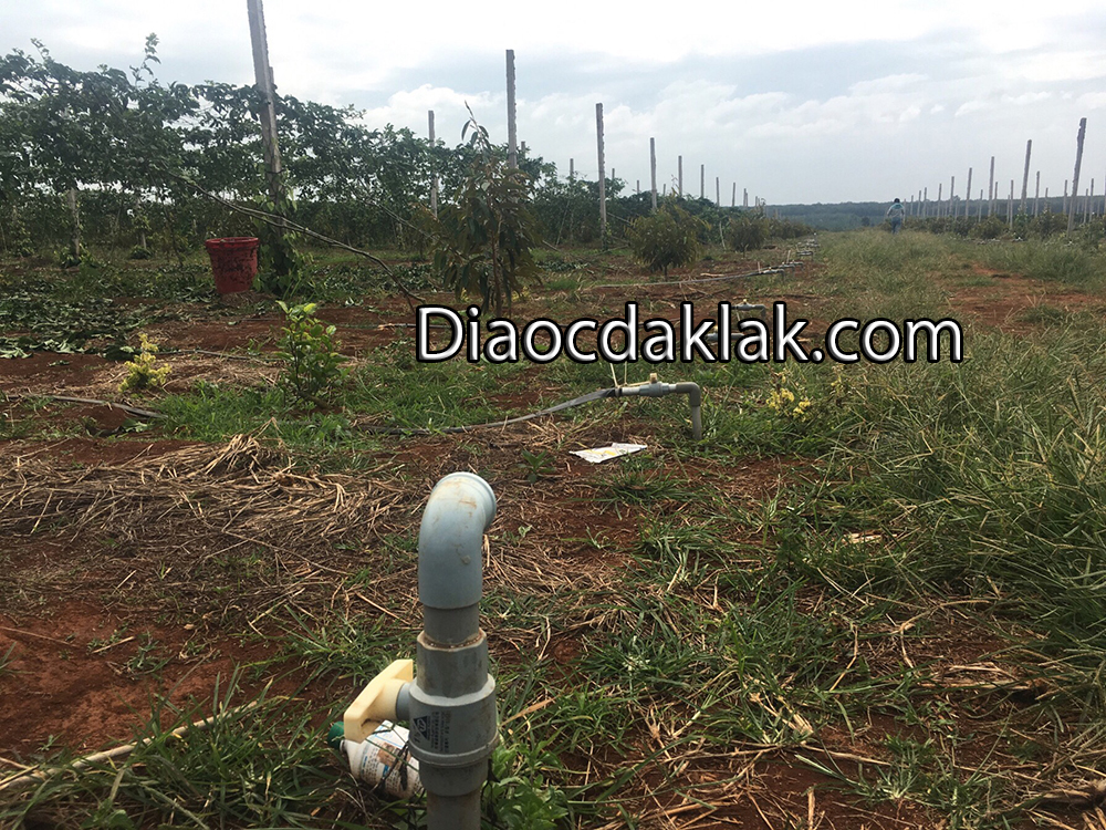 ban 20 hecta dat do tuyet dep huyen cumgar ban 20 hecta dat do tuyet dep huyen cumgar