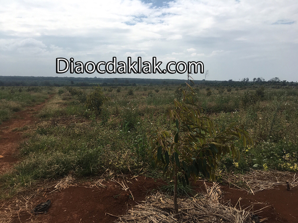 ban 20 hecta dat do tuyet dep huyen cumgar ban 20 hecta dat do tuyet dep huyen cumgar