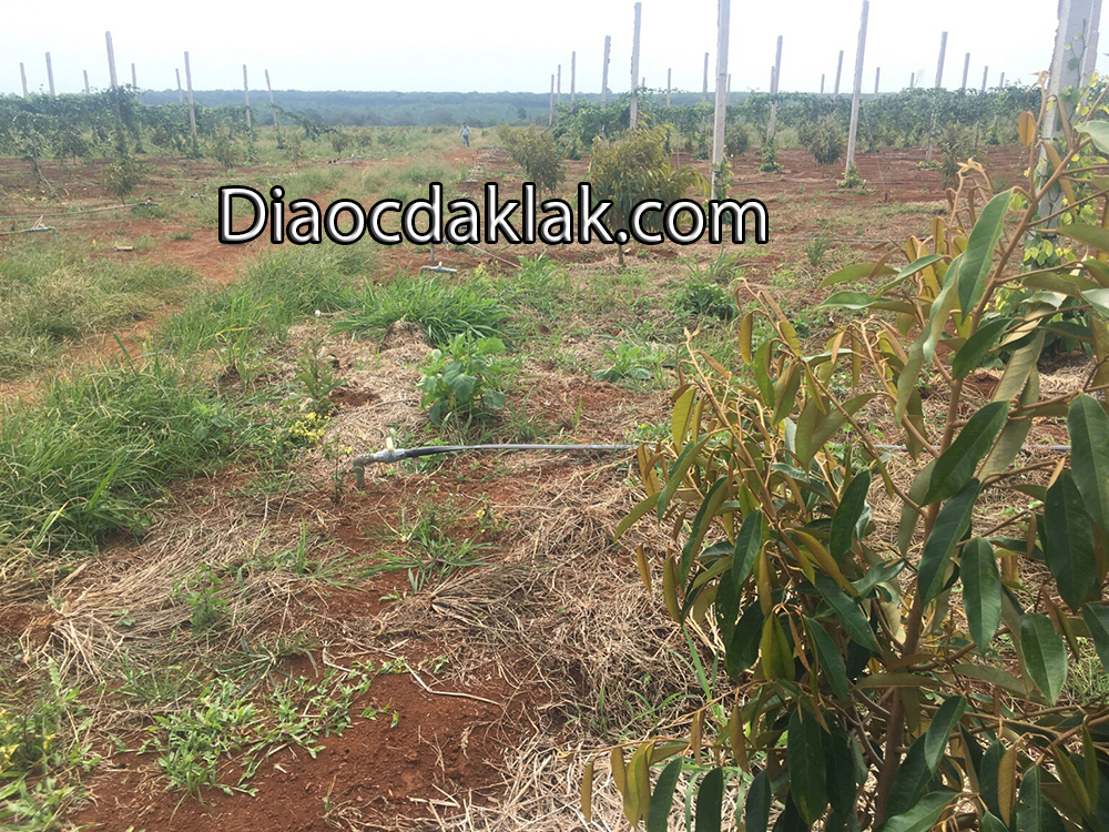 ban 20 hecta dat do tuyet dep huyen cumgar ban 20 hecta dat do tuyet dep huyen cumgar