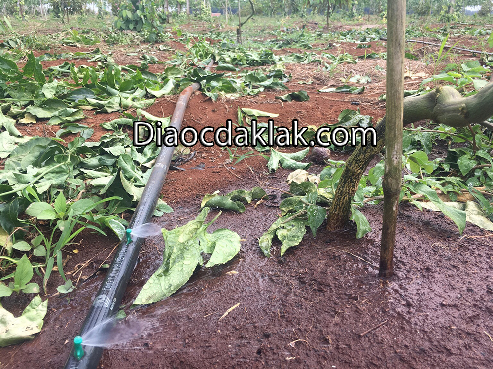 ban 20 hecta dat do tuyet dep huyen cumgar ban 20 hecta dat do tuyet dep huyen cumgar