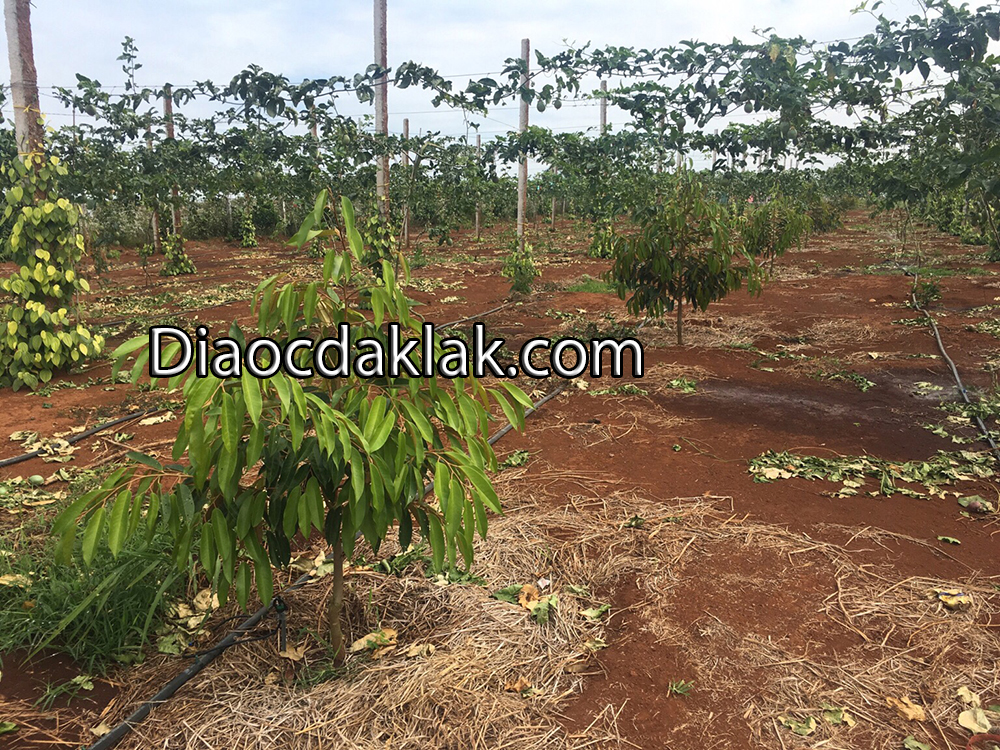 ban 20 hecta dat do tuyet dep huyen cumgar ban 20 hecta dat do tuyet dep huyen cumgar