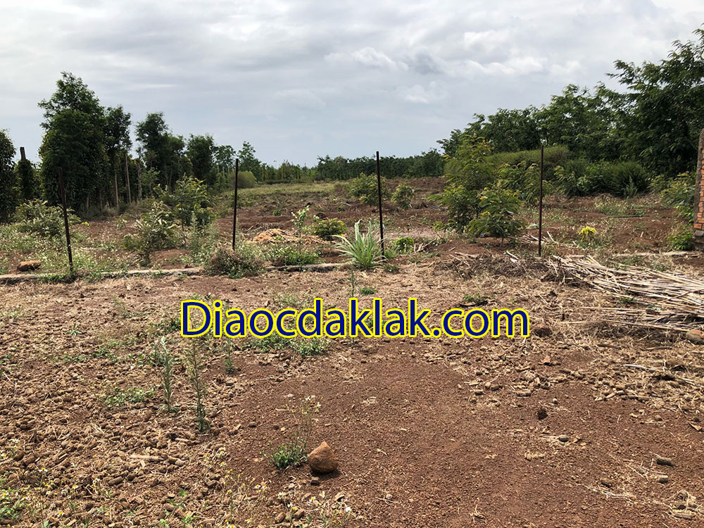 ban gap 47 sao dat co tho cu hoa khanh cach cho 150m gia chi 770 trieu ban gap 47 sao dat co tho cu hoa khanh cach cho 150m gia chi 770 trieu