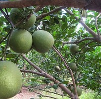 can ban vuon trai cay mat tien duong dt 746 xa hieu liem h bac tan uyen tbinh duong