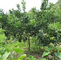 can ban vuon trai cay mat tien duong dt 746 xa hieu liem h bac tan uyen tbinh duong