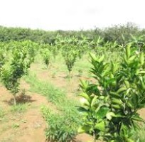 can ban vuon trai cay mat tien duong dt 746 xa hieu liem h bac tan uyen tbinh duong