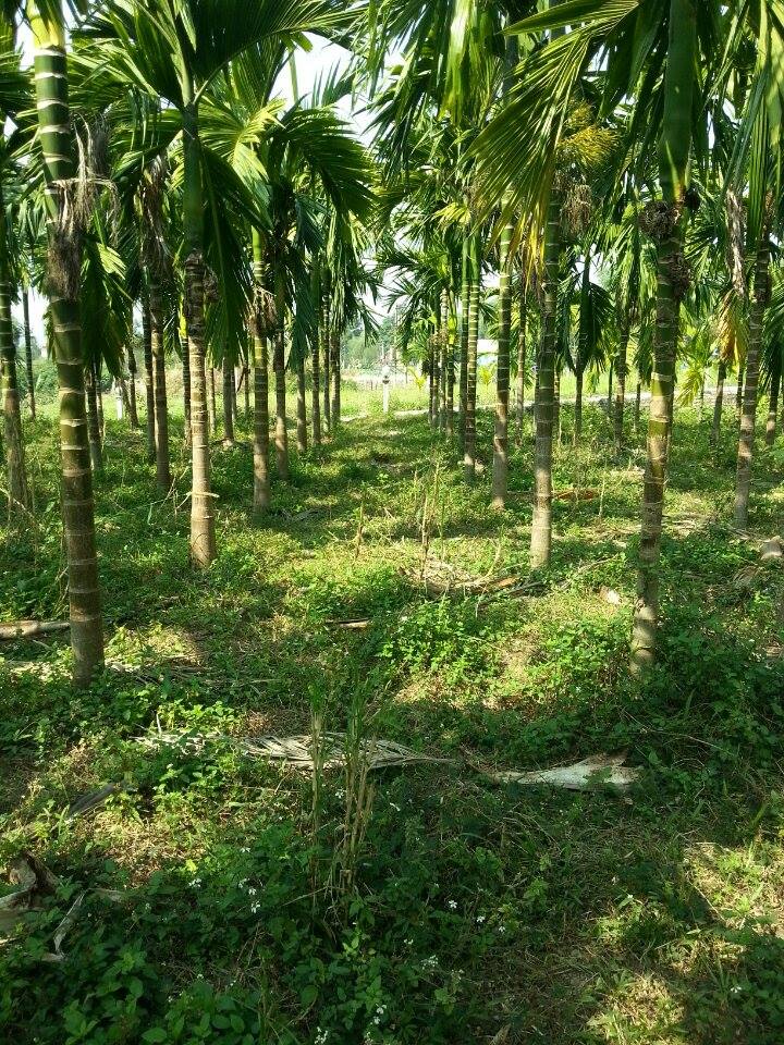 ban trang trai dep tai yen the bac giang gia re