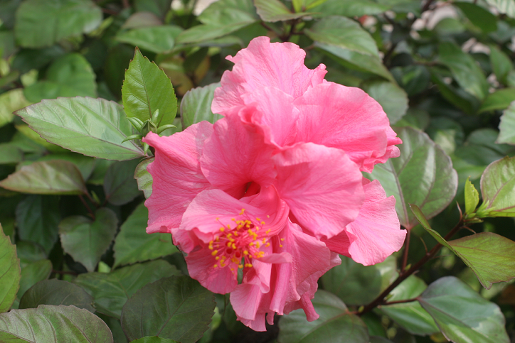 dự án Bắc 32 Lideco