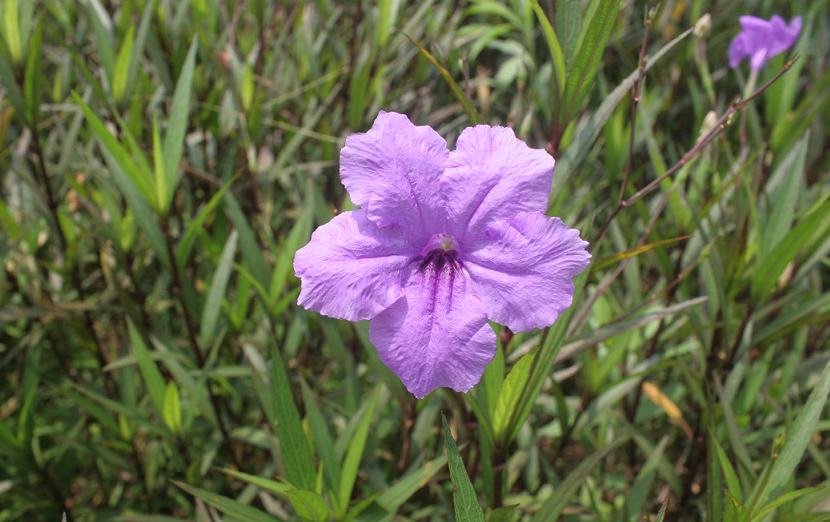 dự án Lideco Bắc 32