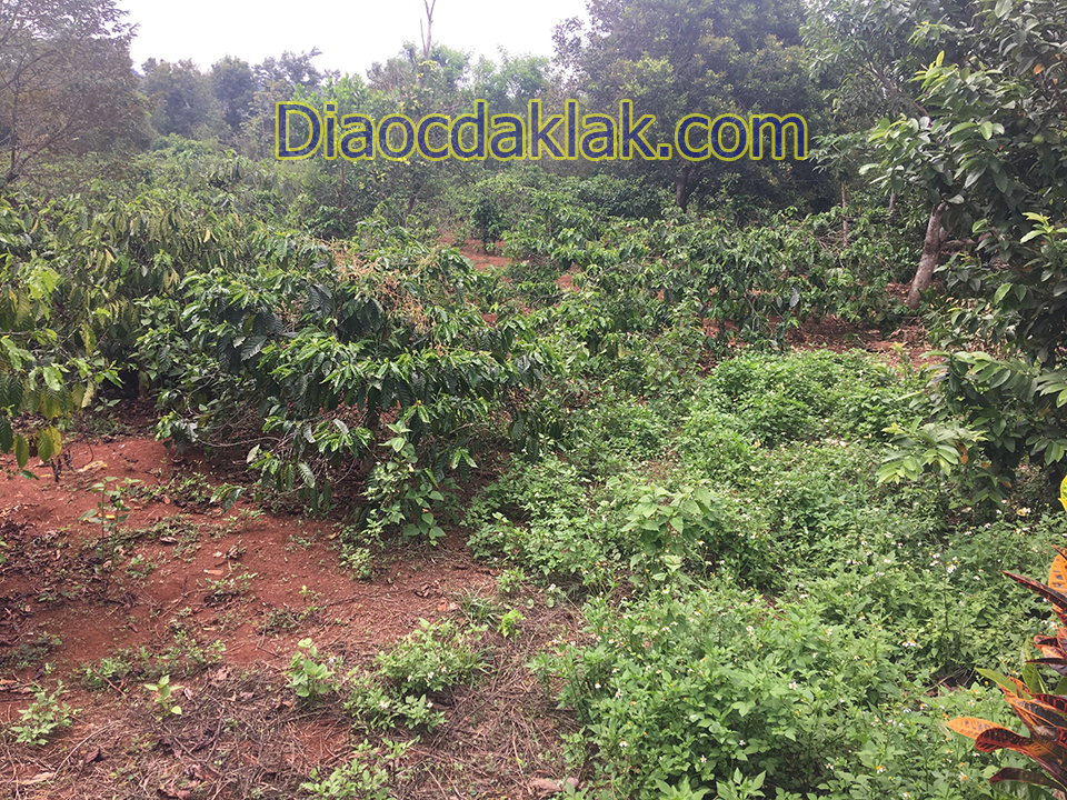 ban 65 sao ca phe dep gan doi thong eatam hem duong 19 5