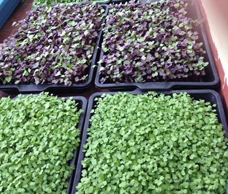 nhung loai rau mam duoi day nen trong tai vuon nha