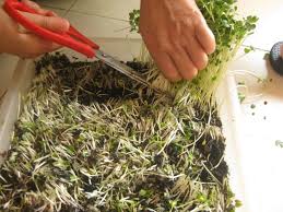 nhung loai rau mam duoi day nen trong tai vuon nha