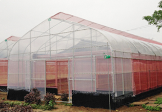 mang nha kinh nha kinh phoi nong san nha kinh phoi ca phe