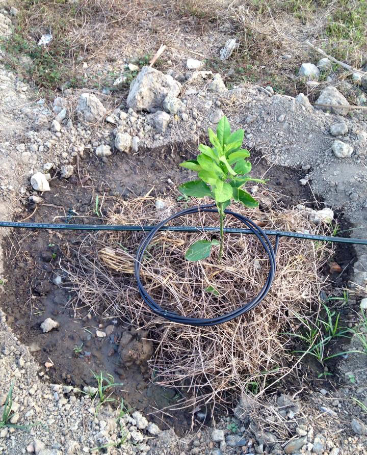 he thong tuoi nho giot cay trai tuoi nho giot cho cay cam mo hinh tuoi nho giot tiet kiem nuoc cho c