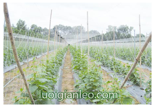 luoi cuoc gian leo luoi lam gian bau luoi lam gian cho cay bau trong bi xanh bang gian luoi