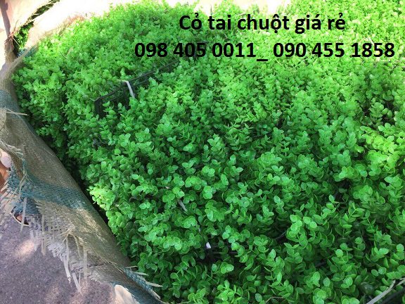 co tai chuot co cai xoong 40cm x 60cm gia re 098 405 0011