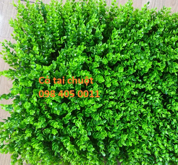 co tai chuot co cai xoong 40cm x 60cm gia re 098 405 0011
