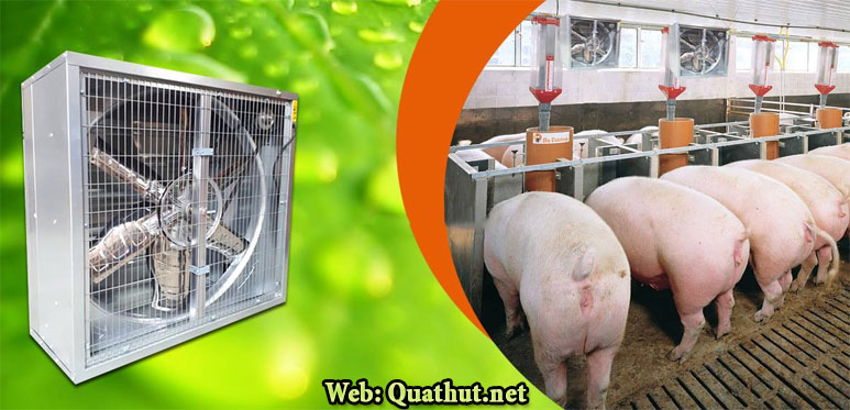 quat-thong-gio-chuong-trai-quathut.net