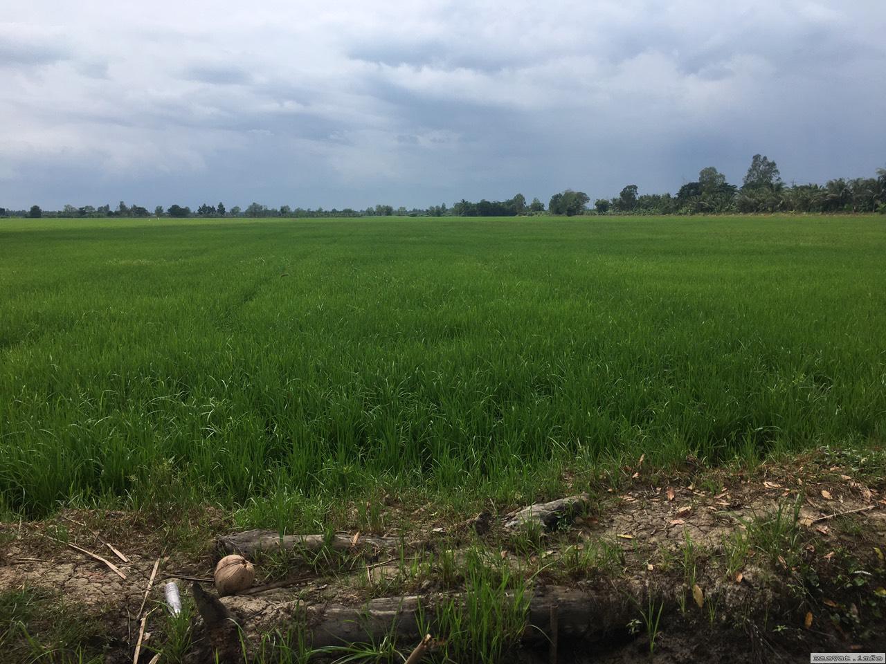 ban gap 16708m2 dat ap an hoa xa thoi an hoi ke sach soc trang chi 3 ty lh0917013927