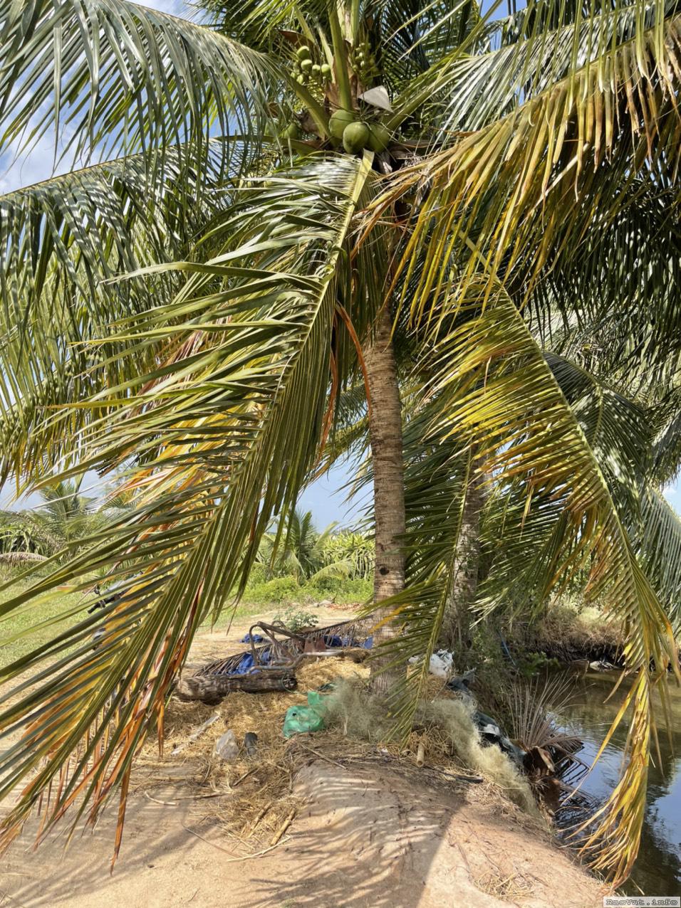 ban 410m2 dat trong cay lau nam tai binh thuan cong chung trong ngay 500tr lh0948581879