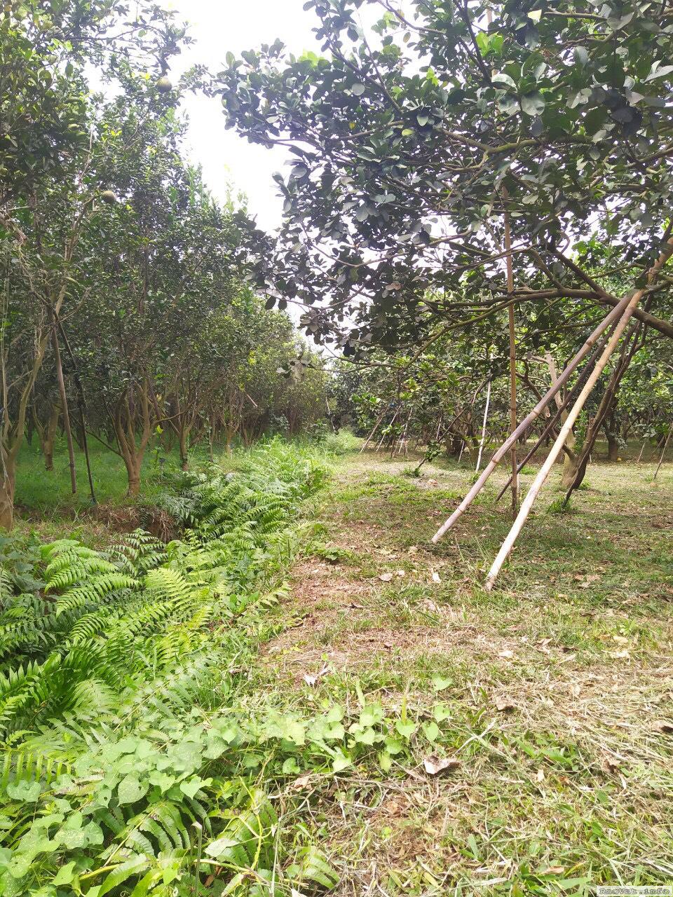 ban nhanh 1 ha dat vuon cam va buoi tai binh duong 12 ty tl lh0937709724