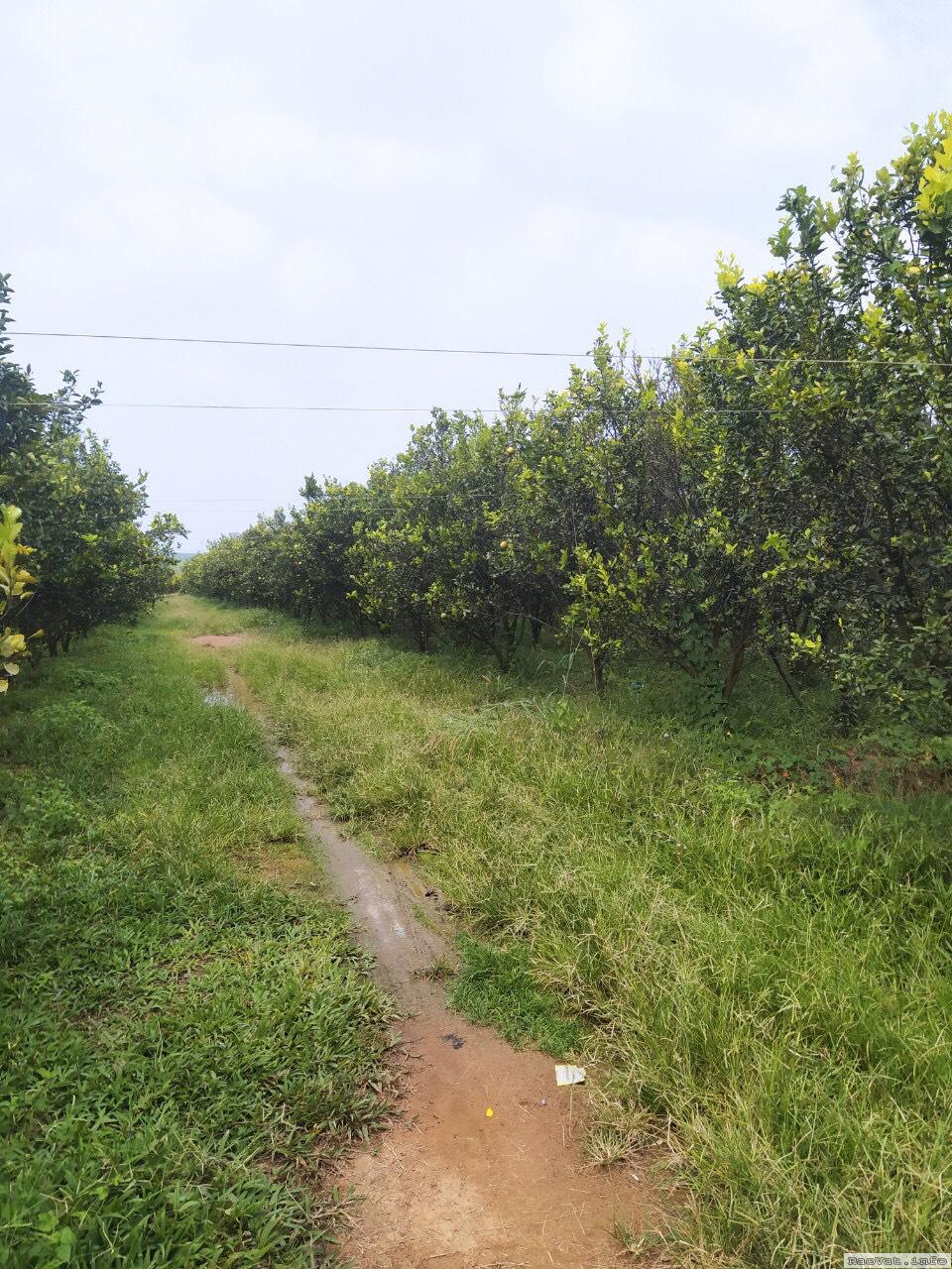 ban nhanh 1 ha dat vuon cam va buoi tai binh duong 12 ty tl lh0937709724