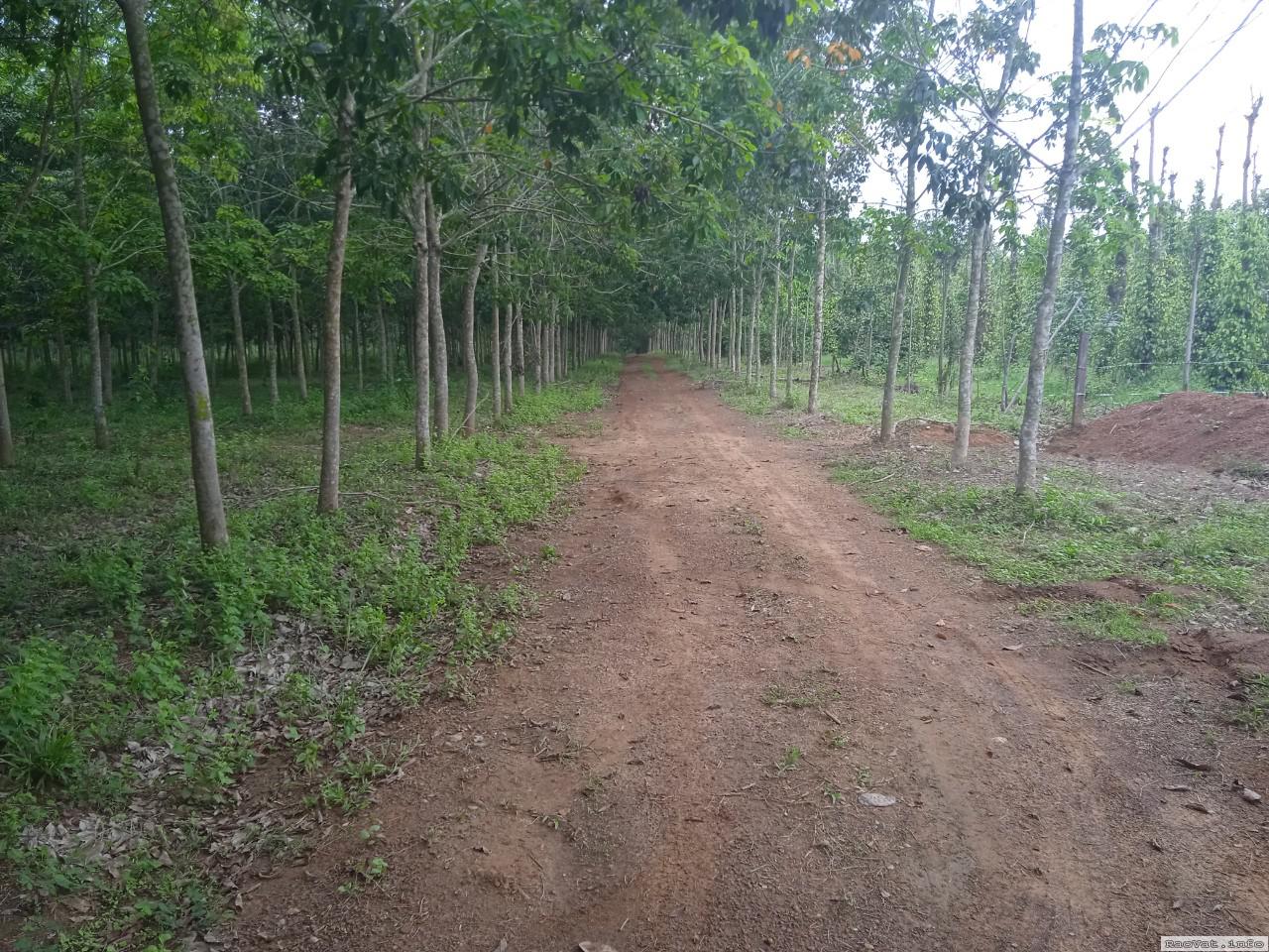 ban nhanh 75 sao dat trong cay cao su dang thu hoach chi 250tr sao lh0933872528